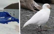 Гибрид курицы с голубем: удивительная птица устроила себе "баню" в лодке полярников