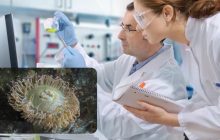 Дивовижне відкриття: вчені з'ясували, як тварини відновлюють частини тіла після травм