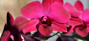 Чтобы орхидея не зачахла: садовод рассказала, как правильно подкормить этот цветок