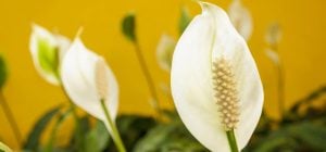 Експерти дали дієві поради, щоб спатифілум квітував навіть взимку