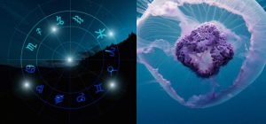 Близнецы - бессмертная, Рыбы - хрустальная: какая вы медуза по знаку Зодиака