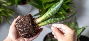 7 растений, которые привлекут удачу и позитивную энергию в дом