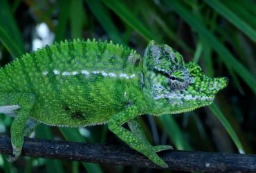 Названы 7 вымерших животных, которые на самом деле до сих пор живут среди нас