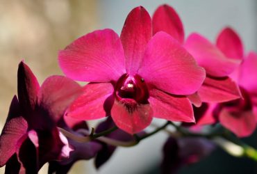 Чтобы орхидея не зачахла: садовод рассказала, как правильно подкормить этот цветок