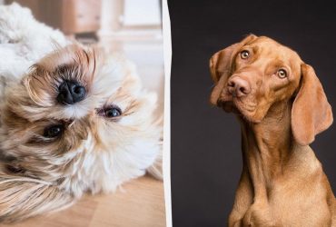 Чому собаки лягають на спину: ветеринар назвав 3 причини