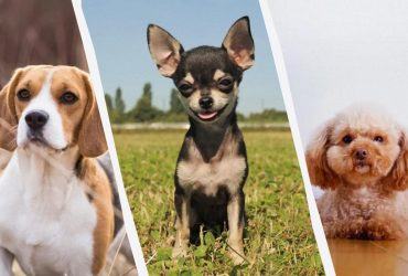 Які собаки живуть довше за інших: 11 порід для квартири