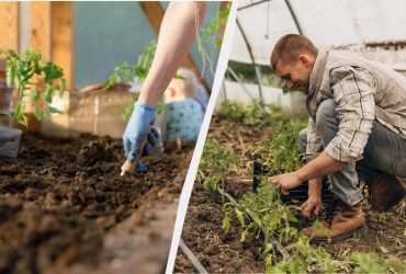 Посівний календар на листопад 2024: що обов'язково потрібно зробити на ділянці