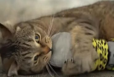 Почему коты царапаются и как их от этого отучить: эксперт дала дельные советы