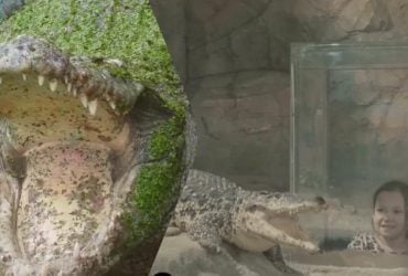 Умер самый большой в мире крокодил, который жил в неволе: сколько лет ему было