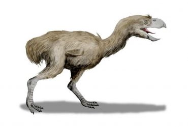 Стародавній м'ясоїдний жахливий птах міг досягати висоти понад 3 метри, - дослідження