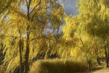 Сегодня в Киеве будет больше солнца, но теплее не станет