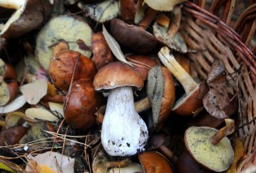 На Тернопільщині багатодітна сім’я отруїлася грибами: не вижили 3-річна дівчинка та чоловік