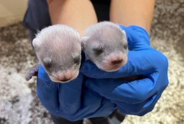 Унікальна подія: здорових дитинчат вперше у світі народила клонована самка тхора