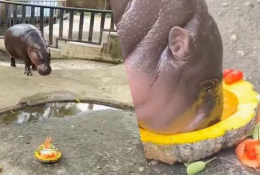 Зірковий бегемотик передбачив майбутнього президента США: кого обрала Му Денг