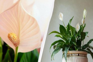 Как заставить цвести женское счастье постоянно: садовник советует выполнять одну задачу