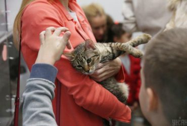 Надо быть осторожным и внимательным: эксперты объяснили, как правильно гладить кота