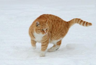 12 грудня в Україні почне холоднішати (карта)