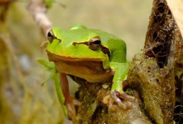 Чернобыльские лягушки приспособились выживать в условиях высокой радиации, - исследование