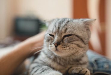 Почему коты мнут лапами человека: ветеринары объяснили причины милой привычки