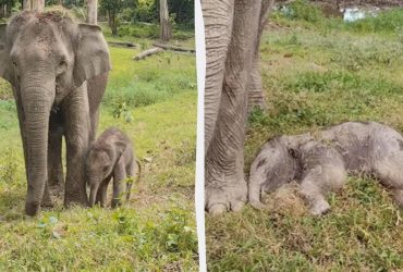 Перебувають на межі зникнення: в Індонезії народилося рідкісне слоненя (відео)