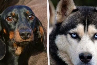 Что значит, если собака воет, и какие породы самые разговорчивые: эксперты все объяснили