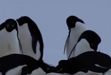 Дерутся и спорят, как люди: полярники подсмотрели интересный эпизод из жизни аделек