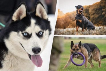 Їх слід остерігатися: топ-10 агресивних порід собак