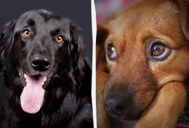 Видят ли сны собаки: эксперт указал на важный нюанс