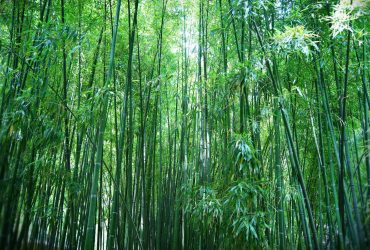 Когда цветет это растение, в мире наступает голод: беда касается каждый раз ряда стран