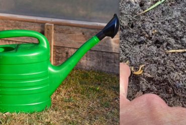 Этого терпеть не может проволочник: как бороться с вредителем осенью