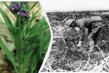 Цветок, которому 108 лет: ученые раскрыли секрет таинственного письма солдата Первой мировой