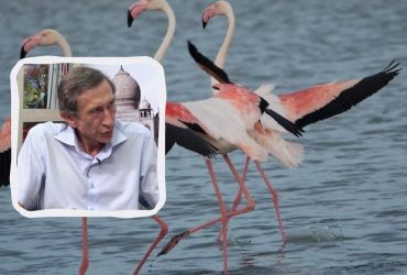 Почастішали зустрічі з фламінго: науковець пояснив, чому у наступні десятиліття в Україні теплішатиме