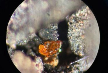 В Антарктиде впервые нашли янтарь: ему 90 миллионов лет и он раскрывает много секретов