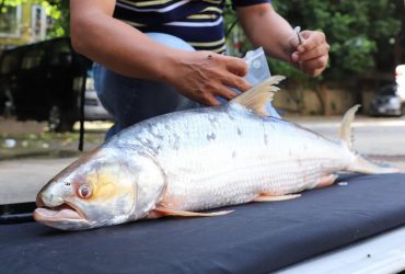 Рыба-призрак, которую считали вымершей, всплыла в неожиданных местах