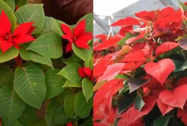 Рождественская звезда засияет: садоводы рассказали, как ухаживать за вазоном пуансеттия