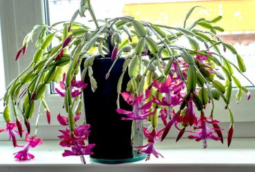 Главный убийца рождественников: эксперт по цветам раскрыл важные аспекты ухода за растением