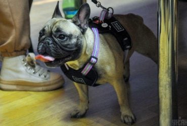 Розумніші собаки мають менший мозок, ніж в інших, - нове дослідження