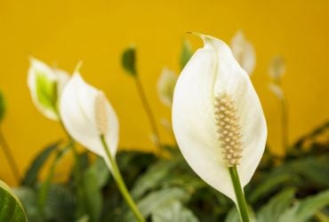 Как заставить цвести женское счастье: флорист назвал самые распространенные ошибки при уходе