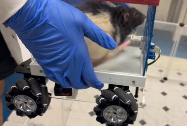 Ученые научили крыс управлять крошечными автомобилями (фото)