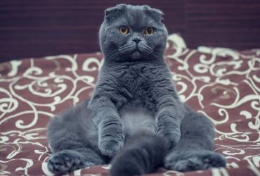 Нравится ли кошкам музыка: ученые провели эксперимент
