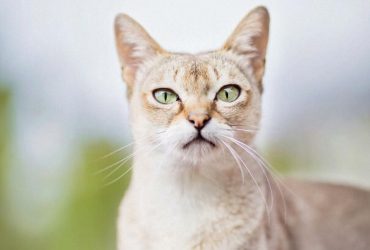 Поміщається на долоні: у Китаї знайшли рештки найменшої кішки у світі