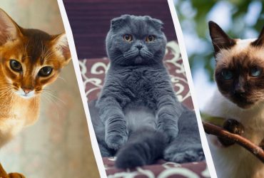 10 найрозумніших котів у світі: інтелектуали до кінчика хвоста