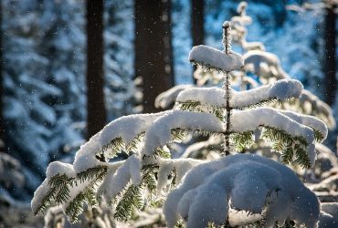 Синоптик повідомив, коли до України прийде справжня зимова погода