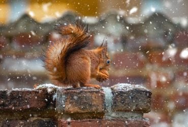 Мокрий сніг і похолодання: синоптик розповів, яка погода чекає на українців у листопаді