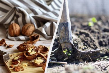 Ценное удобрение: вот почему нельзя выбрасывать ореховую скорлупу