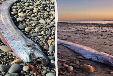 Рыба Судного дня вернулась к берегам Калифорнии третий раз за год (фото)