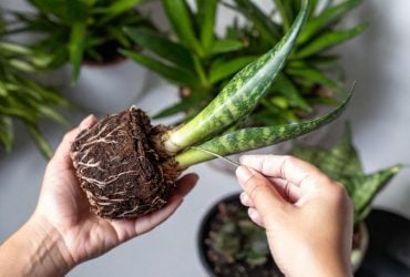 Названы 7 растений, которые привлекут удачу и позитивную энергию в дом