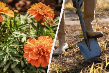 Зачем закапывать бархатцы на огороде: хитрость опытных дачников