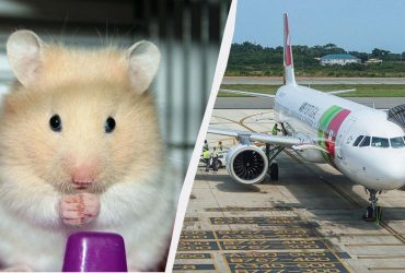 Стая хомяков на четыре дня приковала к земле огромный Airbus в Португалии