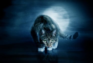 Могут ли коты видеть призраков: эксперты раскрыли всю правду о загадочности этих животных
